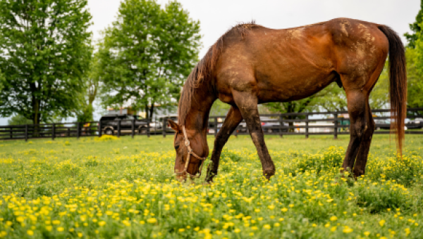 Fun Fingertip Facts About Georgetown, Kentucky